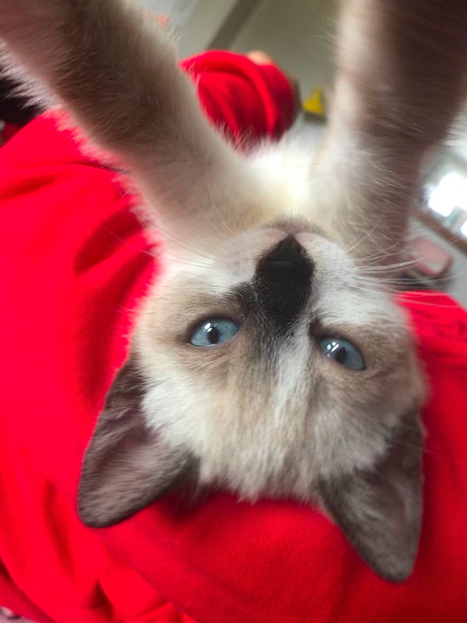 Mochie a rejoint le concours — aidez-le/la à gagner de superbes lots ! canidae, cat, domestic_rabbit, ear, fawn, fur, rabbit, rabbits_and_hares, snout, whiskers