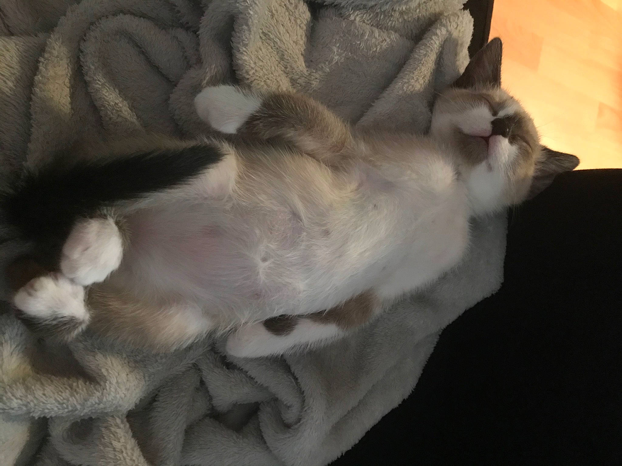 Mochie participe au concours pour gagner de l'argent avec cette photo : cat, ear, fawn, fur, textile, wool