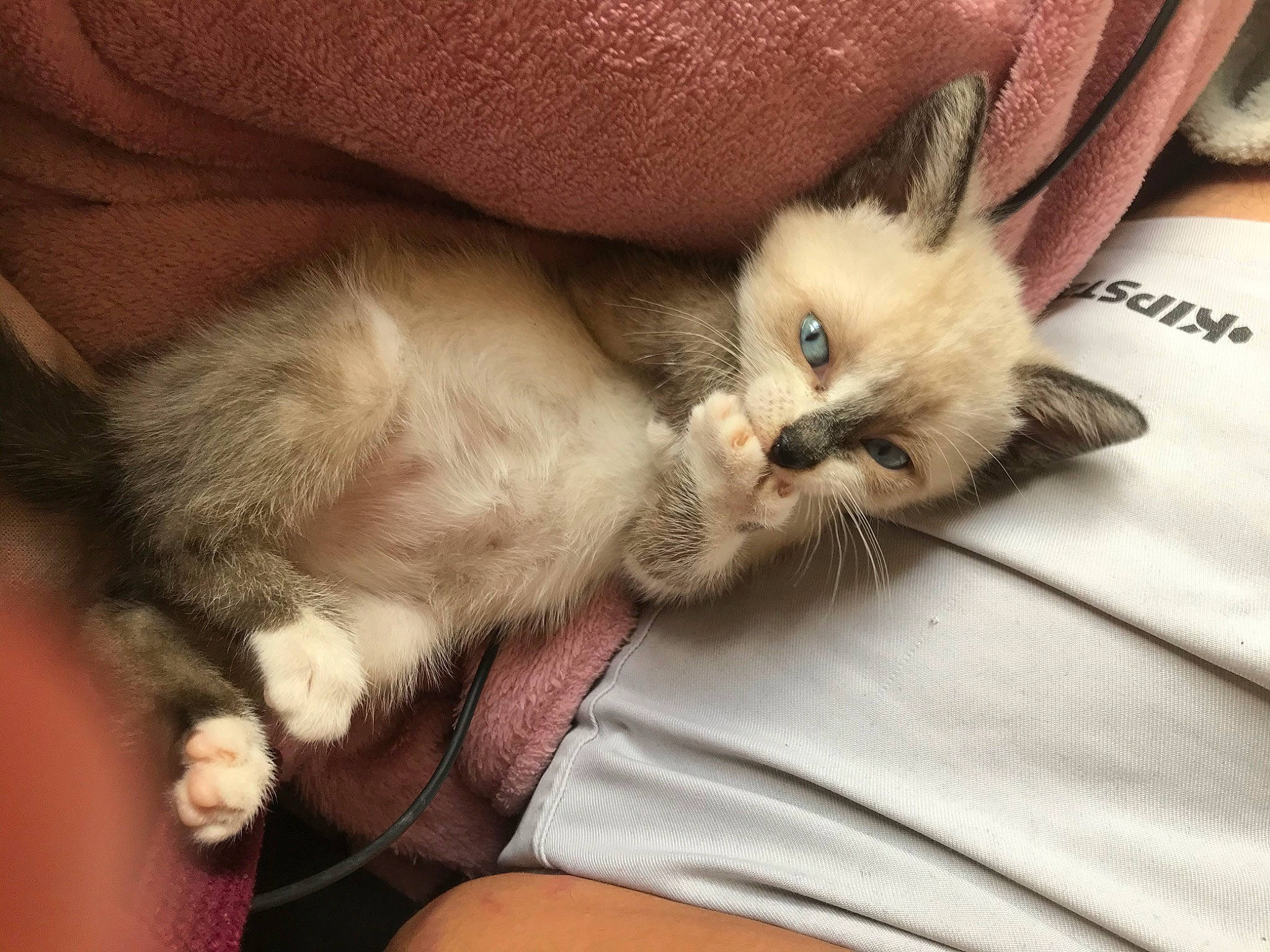 Mochie participe au concours pour gagner de l'argent avec cette photo : asian, balinese, birman, carnivore, cat, claw, felidae, fur, himalayan, kitten, mammal, munchkin, ojos_azules, paw, ragdoll, skin, small_to_medium_sized_cats, thai, tonkinese, whiskers