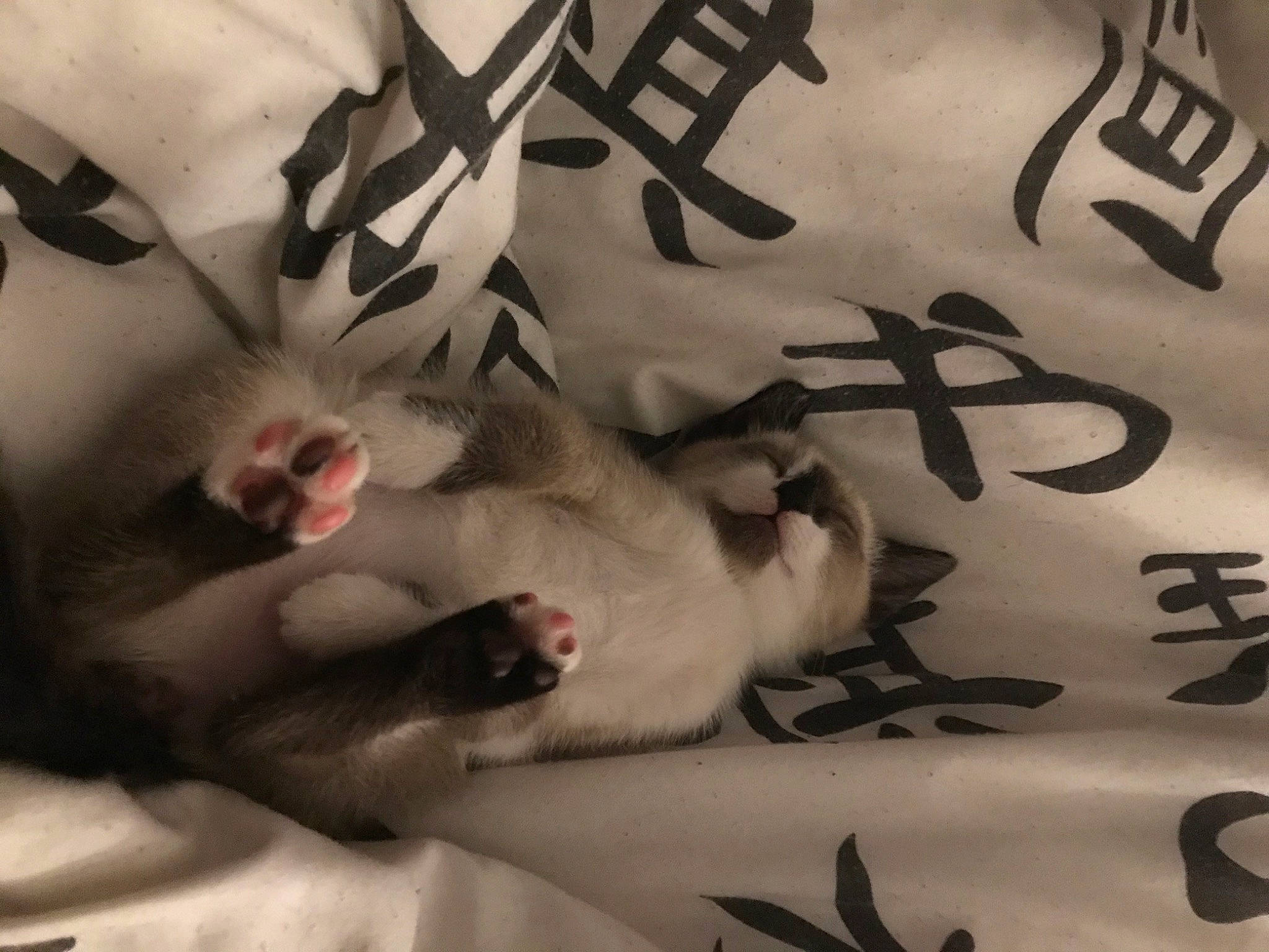 Mochie participe au concours pour gagner de l'argent avec cette photo : carnivore, cat, felidae, kitten, paw, small_to_medium_sized_cats, tail, whiskers