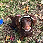 Wendy is registered to the contest to win money with this photo: dog, puppy, dachshund, hat, grass, leaves, autumn, outdoor, pet, cute, brown, canine, animal, nature, fall, young, sitting, looking_up, playful, collar