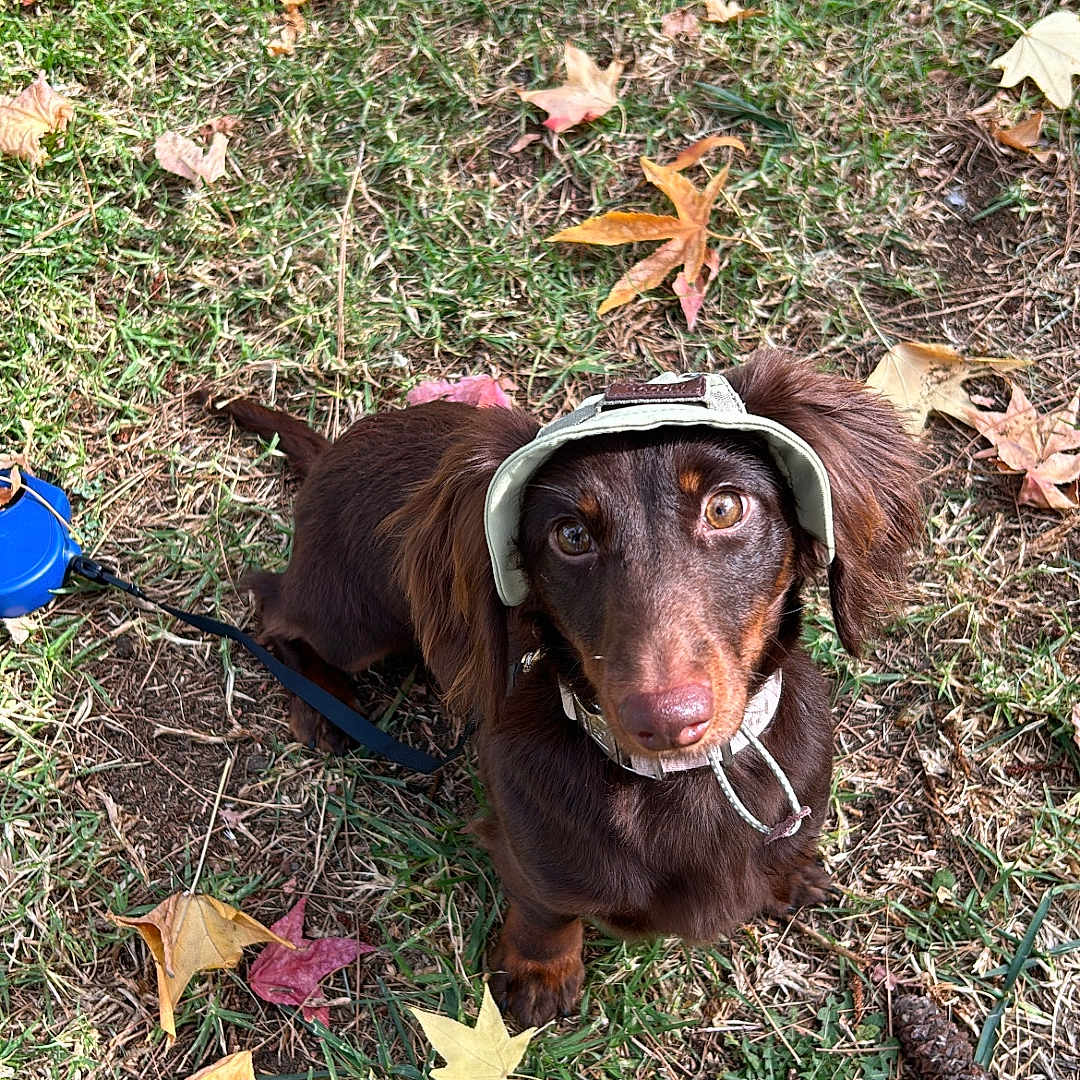 Wendy is registered to the contest to win money with this photo: dog, puppy, dachshund, hat, grass, leaves, autumn, outdoor, pet, cute, brown, canine, animal, nature, fall, young, sitting, looking_up, playful, collar