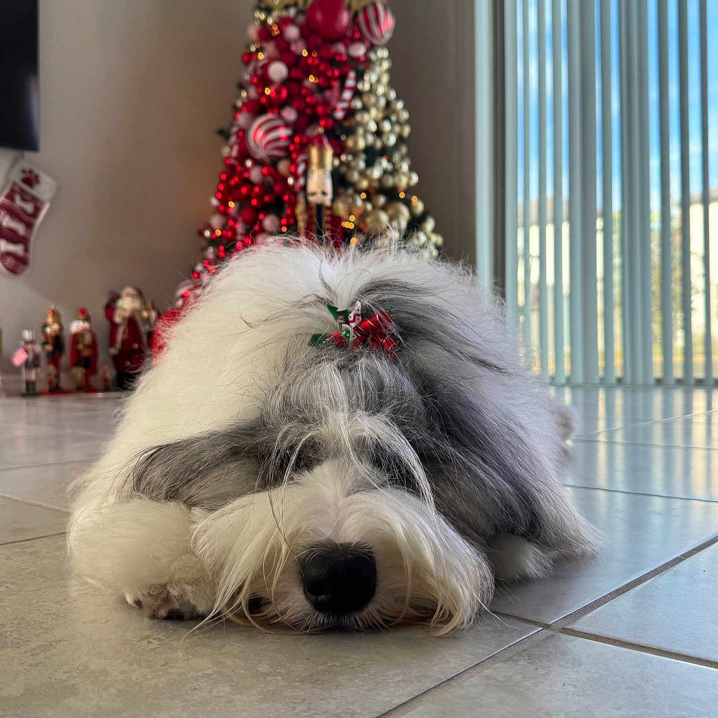 Ruah is registered to the contest to win money with this photo: accessories, animal, canine, christmas, christmasdecorations, christmastree, dog, festival, flower, flowerarrangement, hardwood, hound, person, pet, plant, puppy, terrier, tree, whitedog, wood