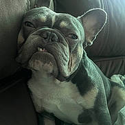 Mr.blue is registered to the contest to win money with this photo: animal, blanket, brown, canine, closeup, couch, dog, ears, expression, face, french_bulldog, fur, home, indoor, pet, portrait, relaxed, resting, snout, teeth