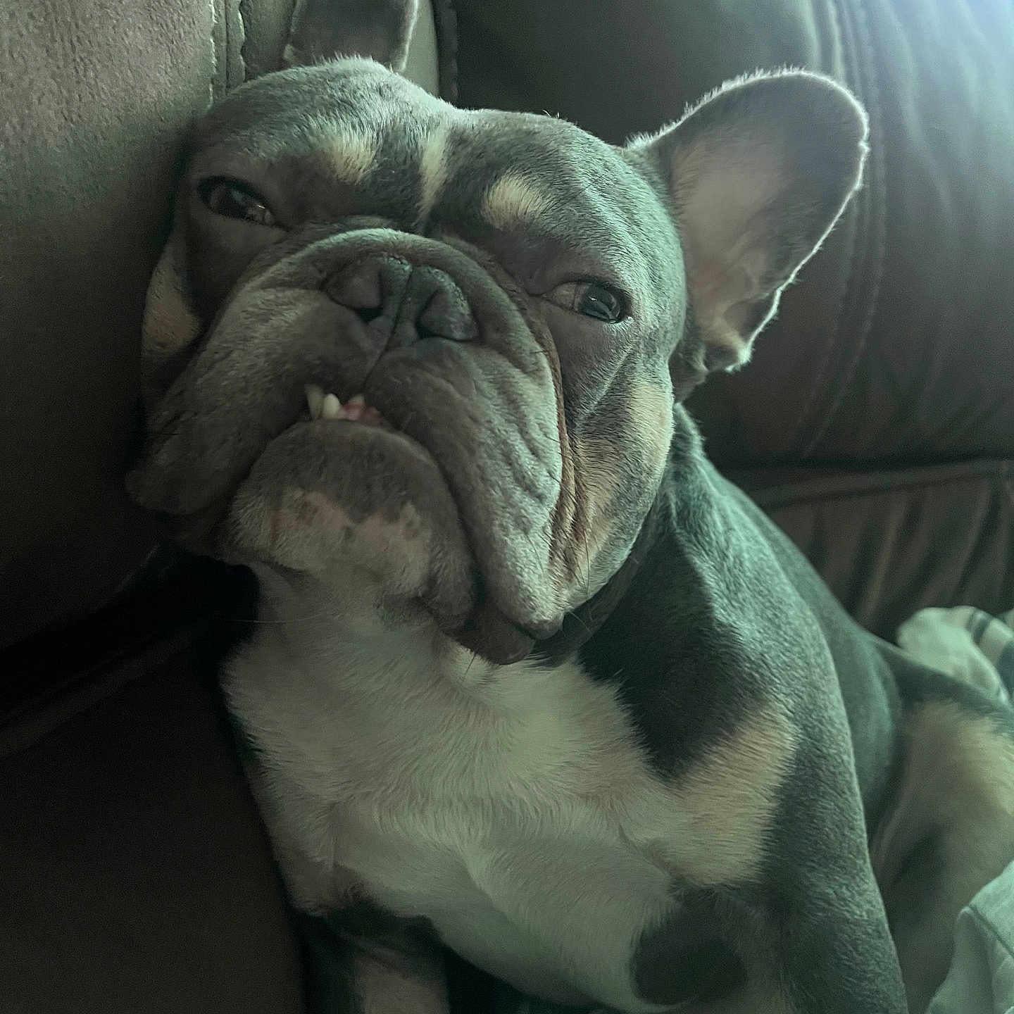 Mr.blue is registered to the contest to win money with this photo: animal, blanket, brown, canine, closeup, couch, dog, ears, expression, face, french_bulldog, fur, home, indoor, pet, portrait, relaxed, resting, snout, teeth