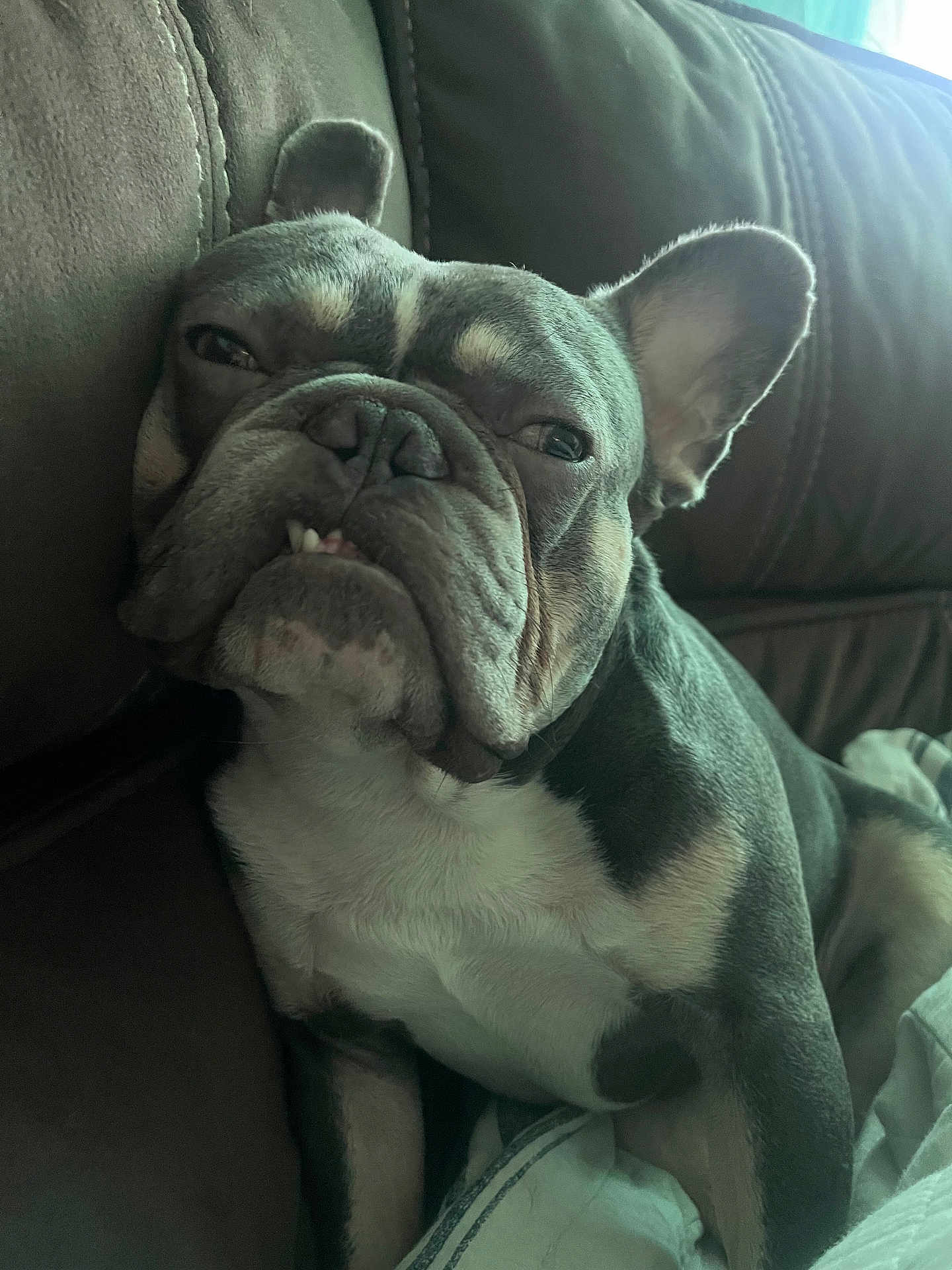 Mr.blue is registered to the contest to win money with this photo: animal, blanket, brown, canine, closeup, couch, dog, ears, expression, face, french_bulldog, fur, home, indoor, pet, portrait, relaxed, resting, snout, teeth