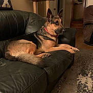 Luka joined the competition — help win amazing prizes! animal, calm, carpet, cat_tree, collar, couch, dog, door, ears, floor, furniture, german_shepherd, home, indoor, leather, living_room, pet, relaxing, side_view, wooden_cabinet
