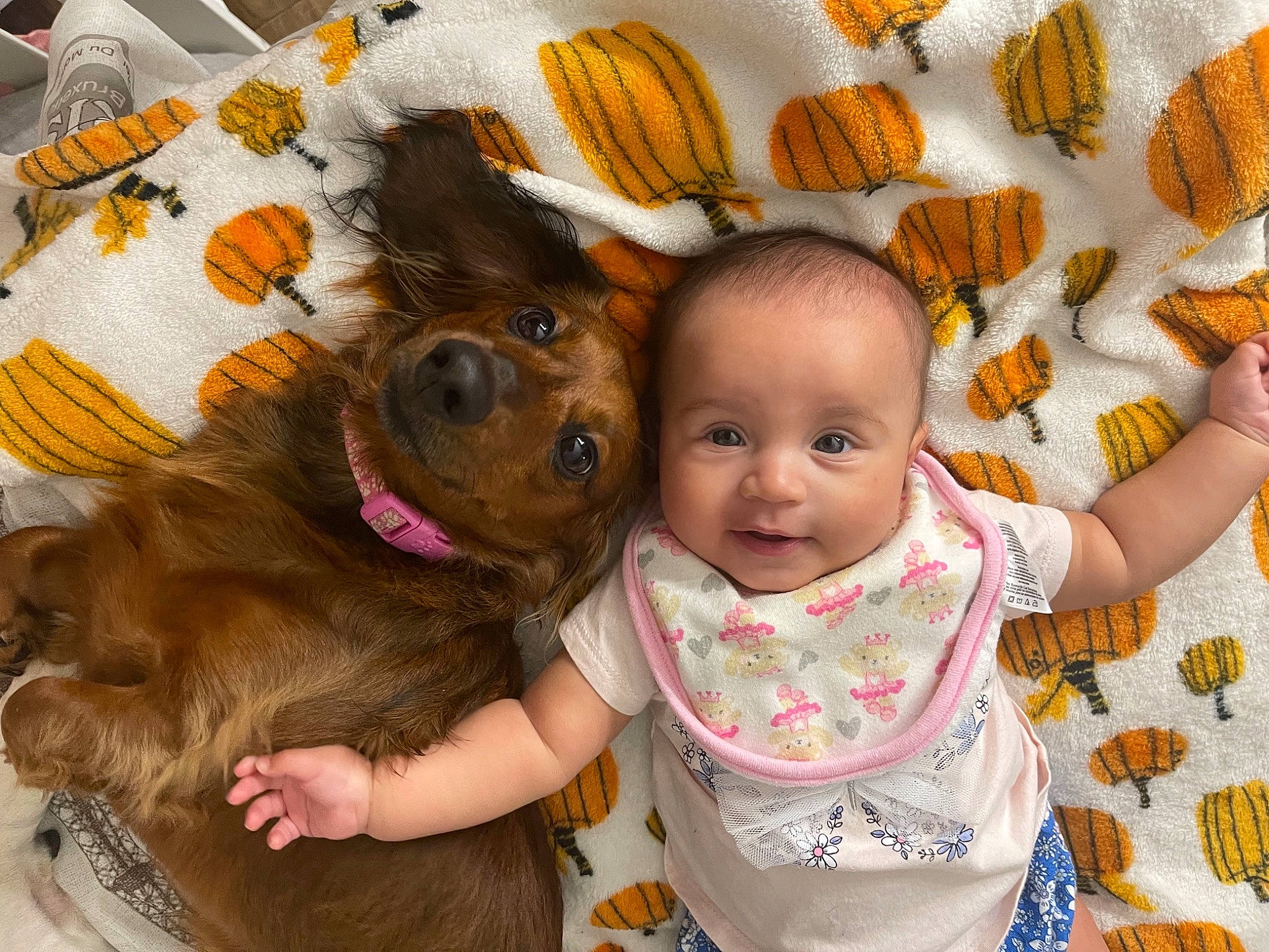Demi is registered to the contest to win money with this photo: baby, baby_toddler_clothing, carnivore, child, companion_dog, dog, dog_breed, fawn, fun, happy, iris, linens, liver, natural_foods, nose, person, smile, toddler, toy_dog, travel