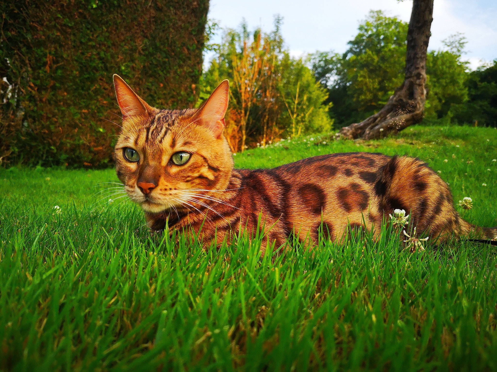 Nikita a rejoint le concours — aidez-le/la à gagner de superbes lots ! carnivore, cat, domestic_short_haired_cat, fawn, felidae, fur, grass, grassland, groundcover, pasture, plant, sky, small_to_medium_sized_cats, snout, tail, terrestrial_animal, tree, whiskers, wildlife, wood