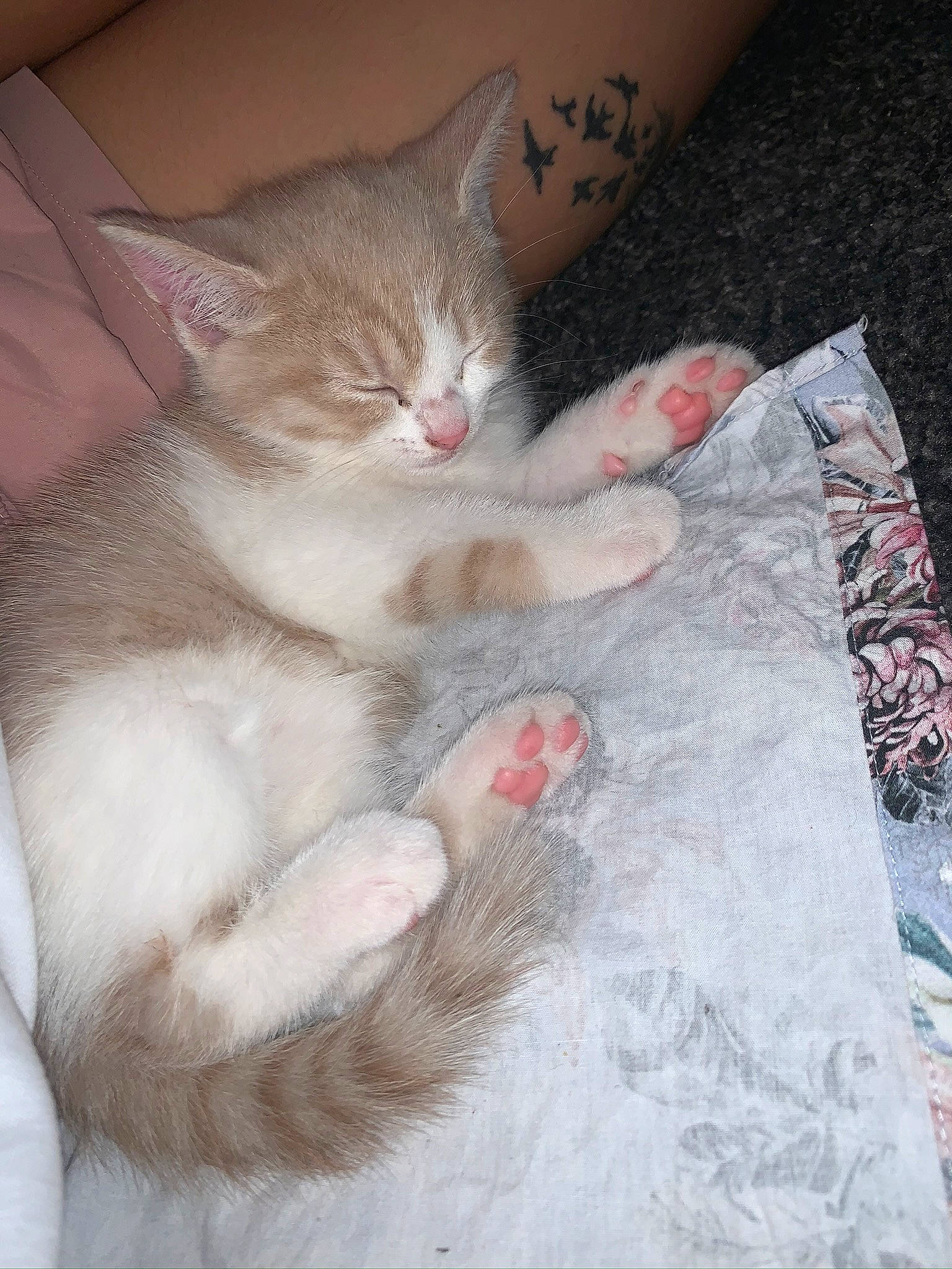 Cake joined the competition — help win amazing prizes! bed_sheet, box, carnivore, cat, claw, comfort, domestic_short_haired_cat, fawn, felidae, foot, fur, linens, nap, paw, sleep, small_to_medium_sized_cats, snout, tail, whiskers, wood