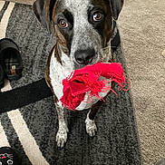 Angel joined the competition — help win amazing prizes! dog, toy, red, indoor, carpet, slippers, pet, playful, brown, white, black, fur, animal, looking, closeup, floor, cute, domestic, companion, friendly