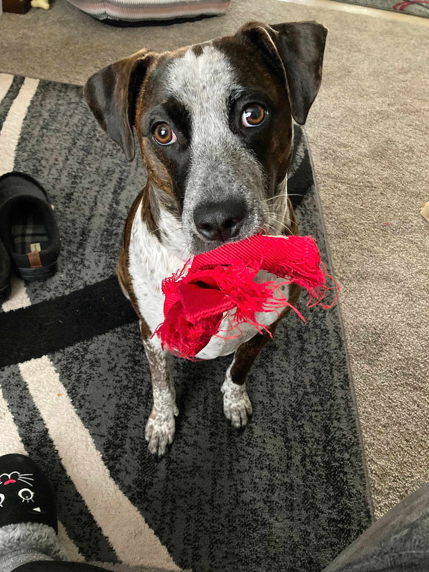 Angel joined the competition — help win amazing prizes! dog, toy, red, indoor, carpet, slippers, pet, playful, brown, white, black, fur, animal, looking, closeup, floor, cute, domestic, companion, friendly