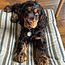 dog, puppy, black_and_tan, cocker_spaniel, collar, tag, paws, fur, striped_cushion, wooden_floor, indoor, pet, animal, cute, lying_down, looking_at_camera, fluffy, ears, nose, young