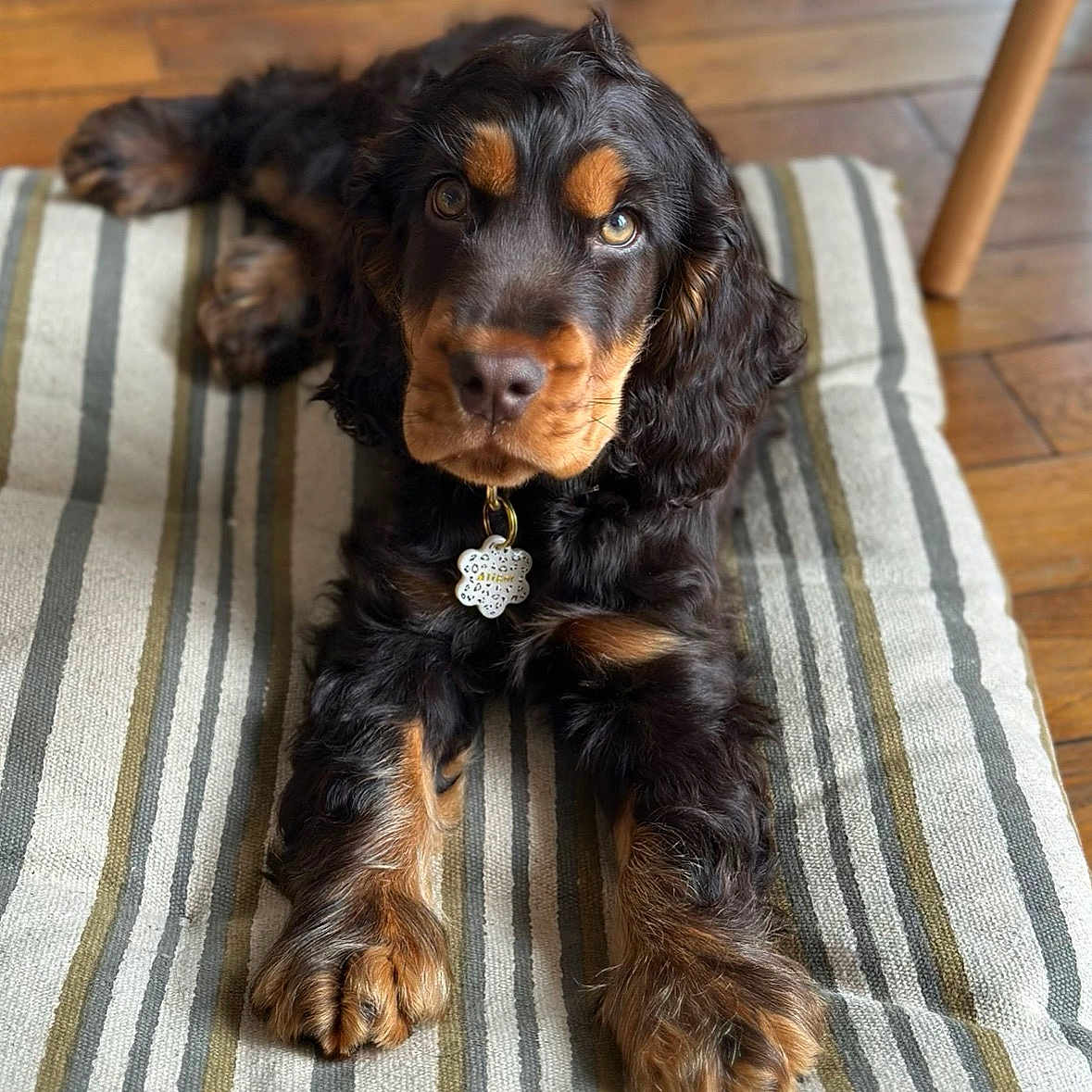 Aligot participe au concours pour gagner de l'argent avec cette photo : animal, black_and_tan, cocker_spaniel, collar, cute, dog, ears, fluffy, fur, indoor, looking_at_camera, lying_down, nose, paws, pet, puppy, striped_cushion, tag, wooden_floor, young