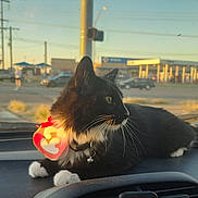Loki joined the competition — help win amazing prizes! cat, black_cat, white_paws, collar, bell, dashboard, car_interior, window, urban, gas_station, cars, street, sunlight, golden_hour, pets, feline, whiskers, relaxing, looking_away, daytime