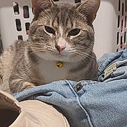 Sushi joined the competition — help win amazing prizes! cat, tabby_cat, pet, indoor, denim, jeans, laundry_basket, sneaker, shoe, collar, bell, feline, resting, sleepy, closeup, floor, domestic_animal, whiskers, fur, cute