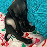 Lacky joined the competition — help win amazing prizes! puppy, dog, sleeping, black_fur, small, bed, blanket, pillow, colorful, pattern, indoor, cute, pet, resting, cozy, fur, animal, collar, young, comfort