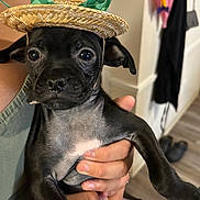 Lacky joined the competition — help win amazing prizes! puppy, dog, hat, small_dog, black_dog, pet, cute, indoor, person, hand, holding, face, ears, fur, animal, floor, clothing, background, shoes, ribbon