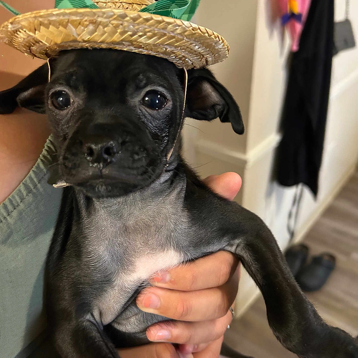 Lacky is registered to the contest to win money with this photo: puppy, dog, black_dog, hat, straw_hat, pet, indoor, hand, person, holding, cute, small_dog, animal, canine, ears, face, eyes, fur, living_room, clothing