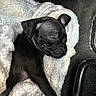 Lacky joined the competition — help win amazing prizes! puppy, dog, sleeping, black_fur, blanket, cozy, nap, cute, fur, pet, animal, resting, indoors, soft, young, adorable, peaceful, snout, ears, paw