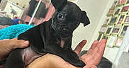Lacky joined the competition — help win amazing prizes! puppy, dog, black_dog, small_dog, pet, hands, indoor, blanket, bed, furniture, cozy, person, holding, cute, animal, living_room, photography, domestic_animal, young_animal, tiny