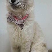 Natasha participe au concours pour gagner de l'argent avec cette photo : animal, blue_eyes, bow_tie, cat, close_up, cute, domestic_cat, elegant, feline, fluffy, fur, gray_fur, indoor, looking_up, mammal, pet, portrait, sitting, whiskers, young_cat