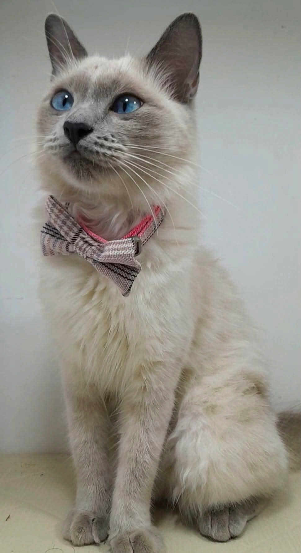 Natasha participe au concours pour gagner de l'argent avec cette photo : animal, blue_eyes, bow_tie, cat, close_up, cute, domestic_cat, elegant, feline, fluffy, fur, gray_fur, indoor, looking_up, mammal, pet, portrait, sitting, whiskers, young_cat