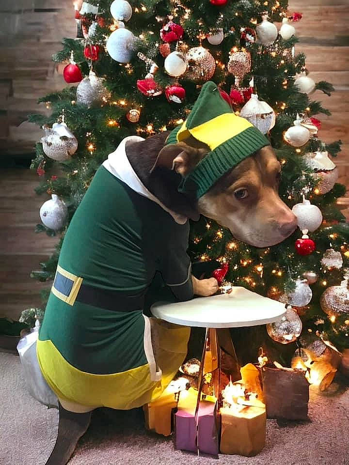 Hercules is registered to the contest to win money with this photo: christmas, christmas_decoration, christmas_eve, christmas_ornament, christmas_tree, conifer, event, evergreen, green, hat, holiday, holiday_ornament, interior_design, ornament, plant, room, tradition, tree, winter, woody_plant