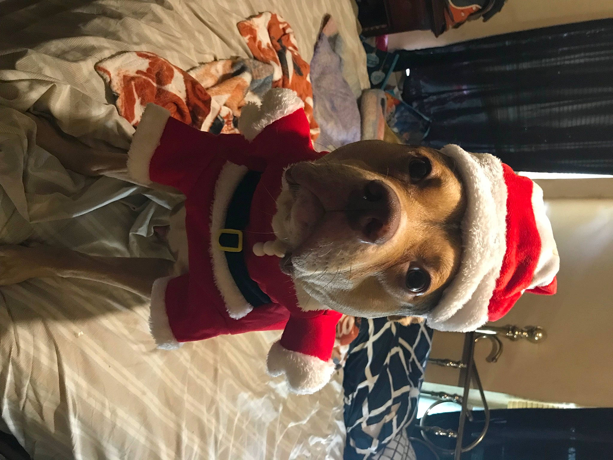 Hercules joined the competition — help win amazing prizes! canidae, carmine, carnivore, collar, companion_dog, costume, dog, dog_breed, dog_collar, dog_supply, event, eyewear, fur, non_sporting_group, personal_protective_equipment, sporting_group, working_animal