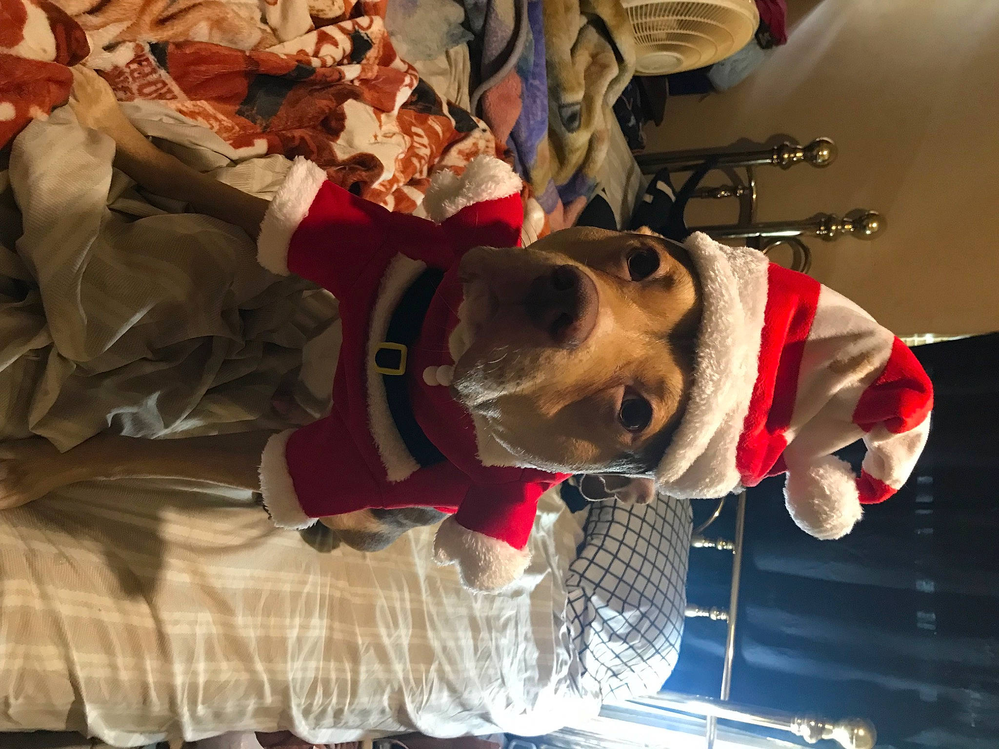 Hercules is registered to the contest to win money with this photo: canidae, carmine, carnivore, collar, companion_dog, dog, dog_breed, dog_clothes, event, eyewear, fur, personal_protective_equipment, selfie, sporting_group, working_animal