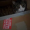 animal, box, cardboard_box, cat, cozy, curious, cute, dim_light, domestic_animal, ears, eyes, face, feline, fragile_label, indoor, pet, resting, sitting, tabby, whiskers