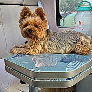 Marcus a rejoint le concours — aidez-le/la à gagner de superbes lots ! dog, yorkshire_terrier, pet, animal, table, water_bottle, window, vehicle_interior, seat, fur, small_dog, resting, indoor, cozy, patterned_surface, leisure, companion, cute, fluffy, relaxed
