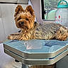 dog, yorkshire_terrier, pet, animal, table, water_bottle, window, vehicle_interior, seat, fur, small_dog, resting, indoor, cozy, patterned_surface, leisure, companion, cute, fluffy, relaxed