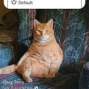 Oliver joined the competition — help win amazing prizes! cat, orange_tabby, armchair, indoor, pet, feline, sitting, patterned_fabric, social_media_post, notification, text_overlay, furniture, cute, alert, domestic_animal, looking_at_camera, relaxed, plush, home, animal