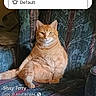 cat, orange_tabby, armchair, indoor, pet, feline, sitting, patterned_fabric, social_media_post, notification, text_overlay, furniture, cute, alert, domestic_animal, looking_at_camera, relaxed, plush, home, animal