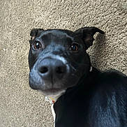 Riot is registered to the contest to win money with this photo: dog, black_dog, pet, carpet, close_up, animal, canine, indoor, fur, nose, ears, lying_down, curious, playful, mammal, domestic_animal, expression, face, looking, cute