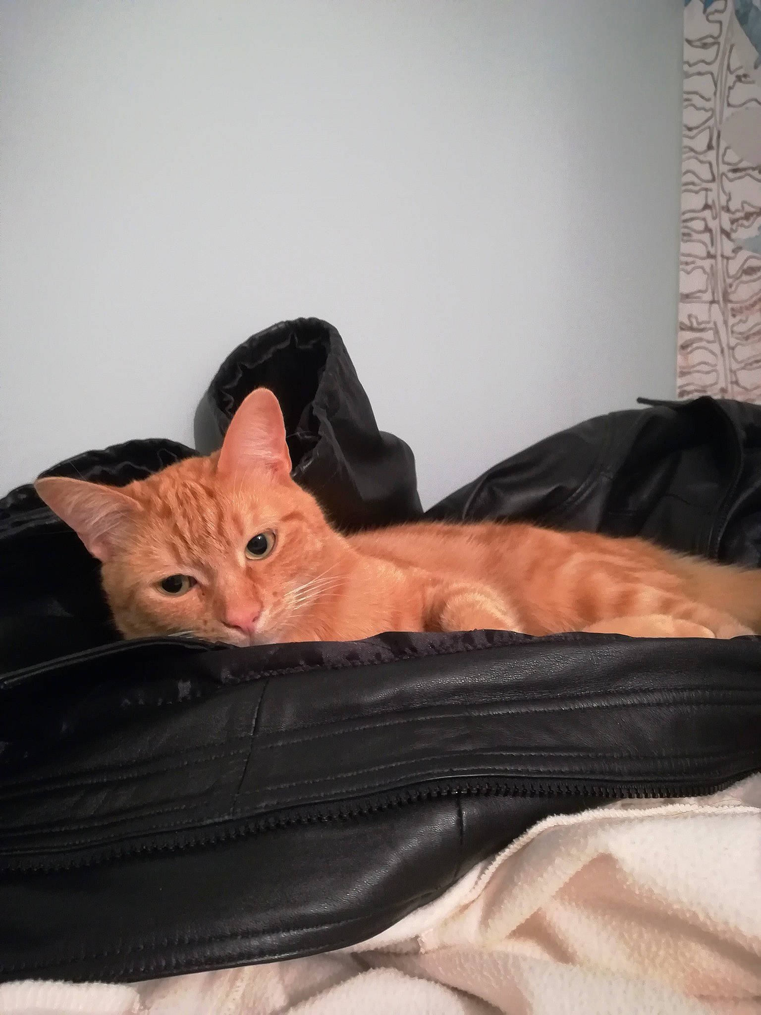 Piwi a rejoint le concours — aidez-le/la à gagner de superbes lots ! bed, bedding, carnivore, cat, comfort, domestic_short_haired_cat, fawn, felidae, fur, hardwood, linens, peach, room, small_to_medium_sized_cats, snout, tail, terrestrial_animal, whiskers, wood