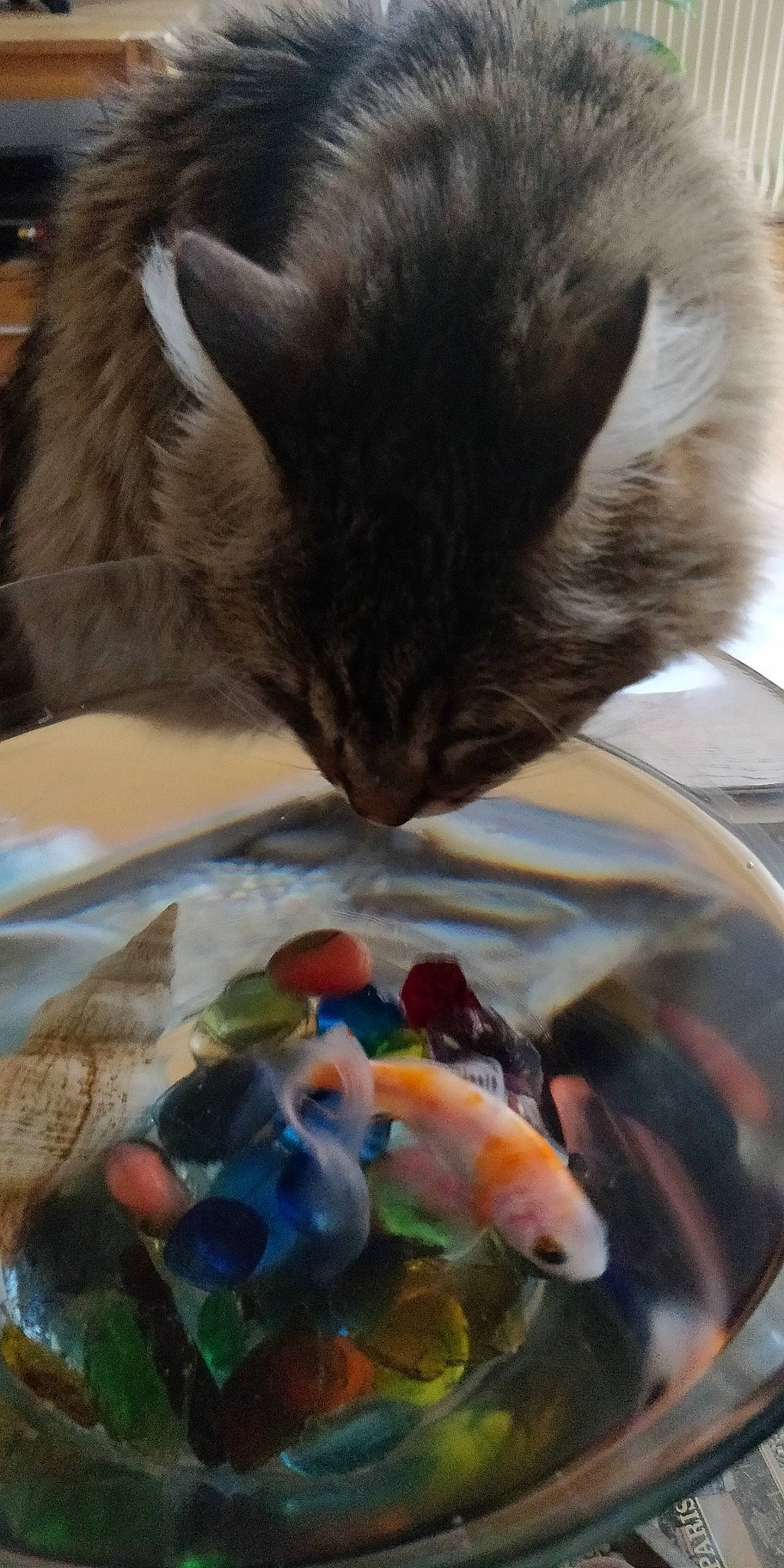 Bambou a rejoint le concours — aidez-le/la à gagner de superbes lots ! carnivore, cat, cat_supply, claw, comfort_food, cuisine, dish, domestic_short_haired_cat, felidae, food, fur, glass, ingredient, pet_supply, recipe, small_to_medium_sized_cats, snout, sweetness, tail, whiskers