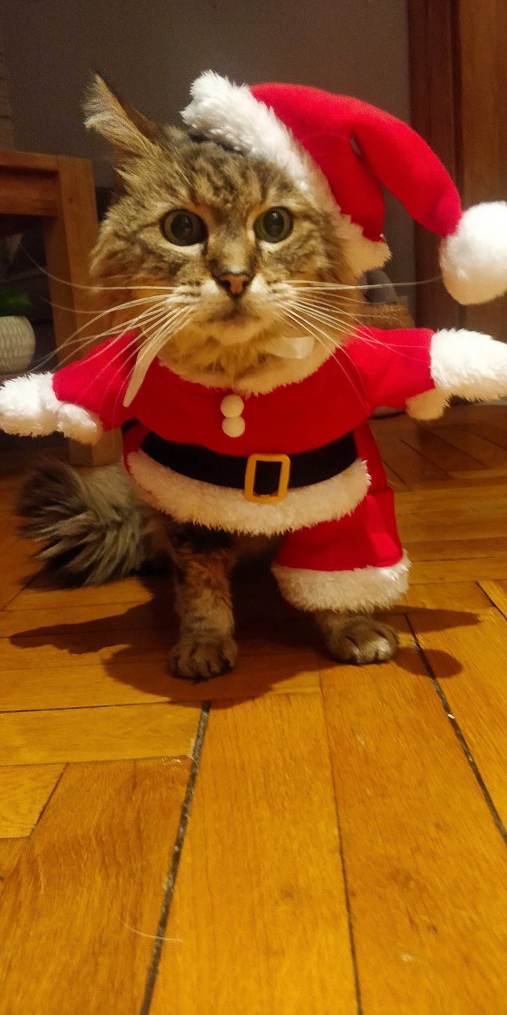 Bambou participe au concours pour gagner de l'argent avec cette photo : carnivore, cat, cat_toy, christmas, christmas_ornament, costume_hat, event, fashion_accessory, fawn, felidae, flooring, fur, hardwood, holiday, small_to_medium_sized_cats, snout, stuffed_toy, tail, whiskers, wood