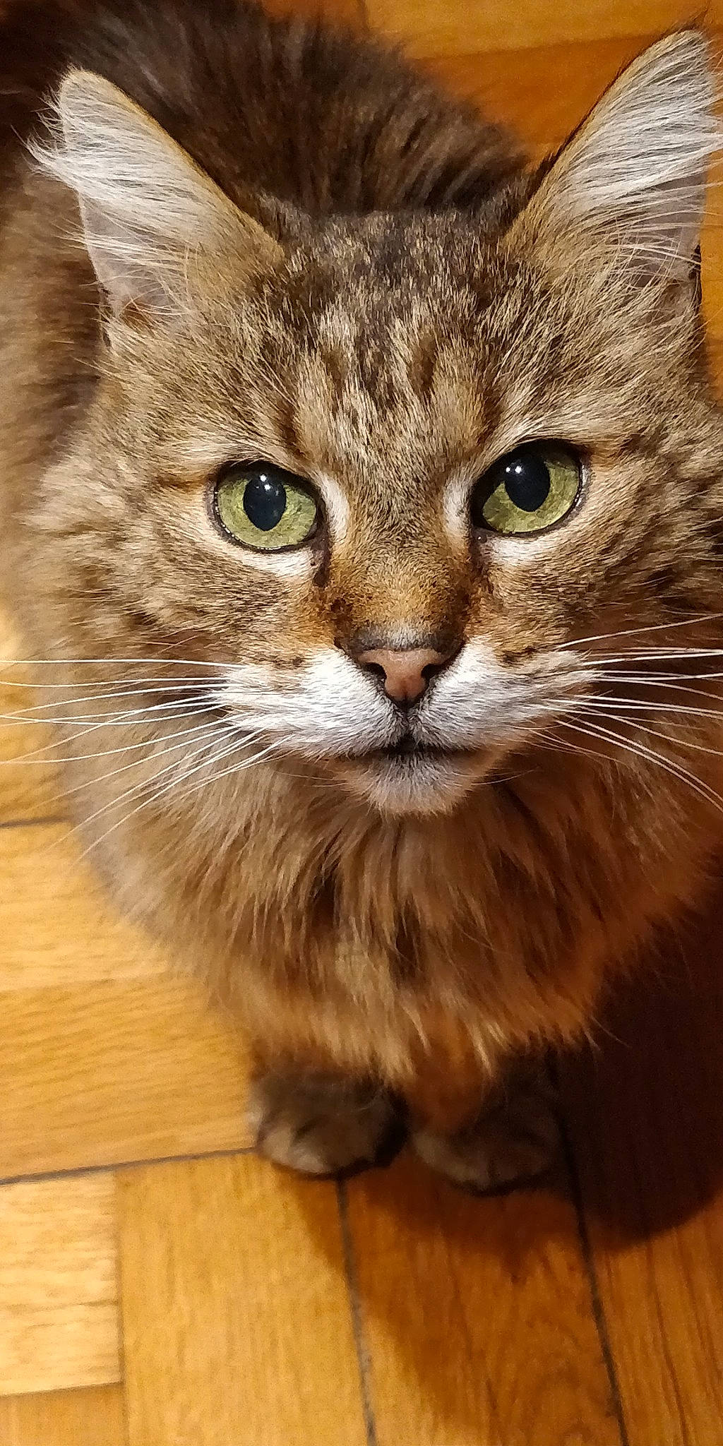 Bambou participe au concours pour gagner de l'argent avec cette photo : carnivore, cat, close_up, domestic_short_haired_cat, eye, fawn, felidae, flooring, fur, hardwood, plank, small_to_medium_sized_cats, snout, tail, terrestrial_animal, varnish, whiskers, wildlife, wood, wood_flooring