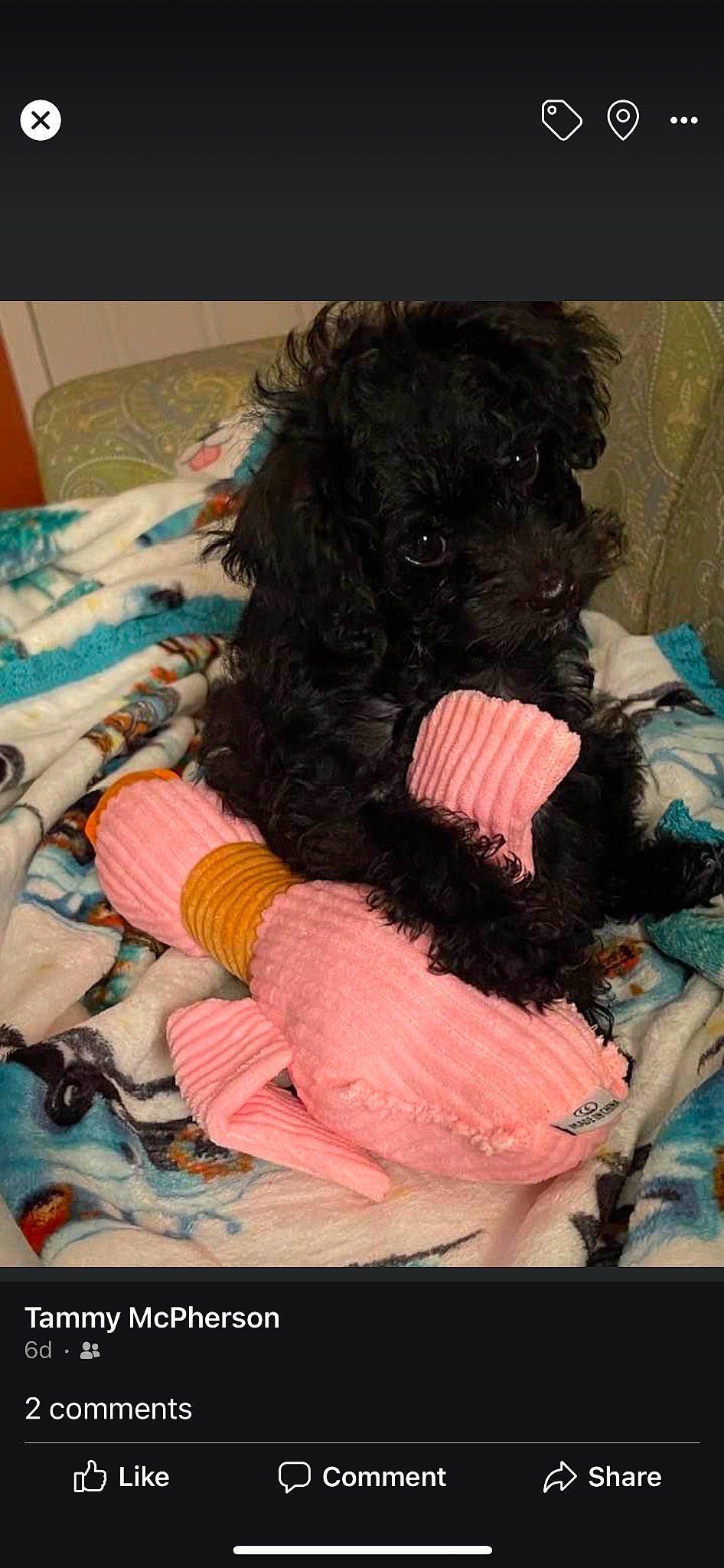 Finleigh joined the competition — help win amazing prizes! carnivore, comfort, companion_dog, creative_arts, dog, dog_breed, dog_supply, fur, labradoodle, magenta, pattern, pet_supply, snout, sporting_group, terrier, toy_dog, water_dog, wool, woolen, working_animal