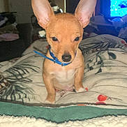 Chevy joined the competition — help win amazing prizes! puppy, dog, small_dog, blanket, indoor, pet, animal, ears, cozy, curious, blue_collar, furniture, television, living_room, cute, young_dog, home, domestic_animal, sitting, alert