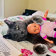 Nash is registered to the contest to win money with this photo: cat, gray_cat, doll, baby_doll, paw, bed, blanket, floral_bedding, indoor, pet, close_up, portrait, relaxed, toy, eyes, whiskers, cozy, word_search, book, remote_control