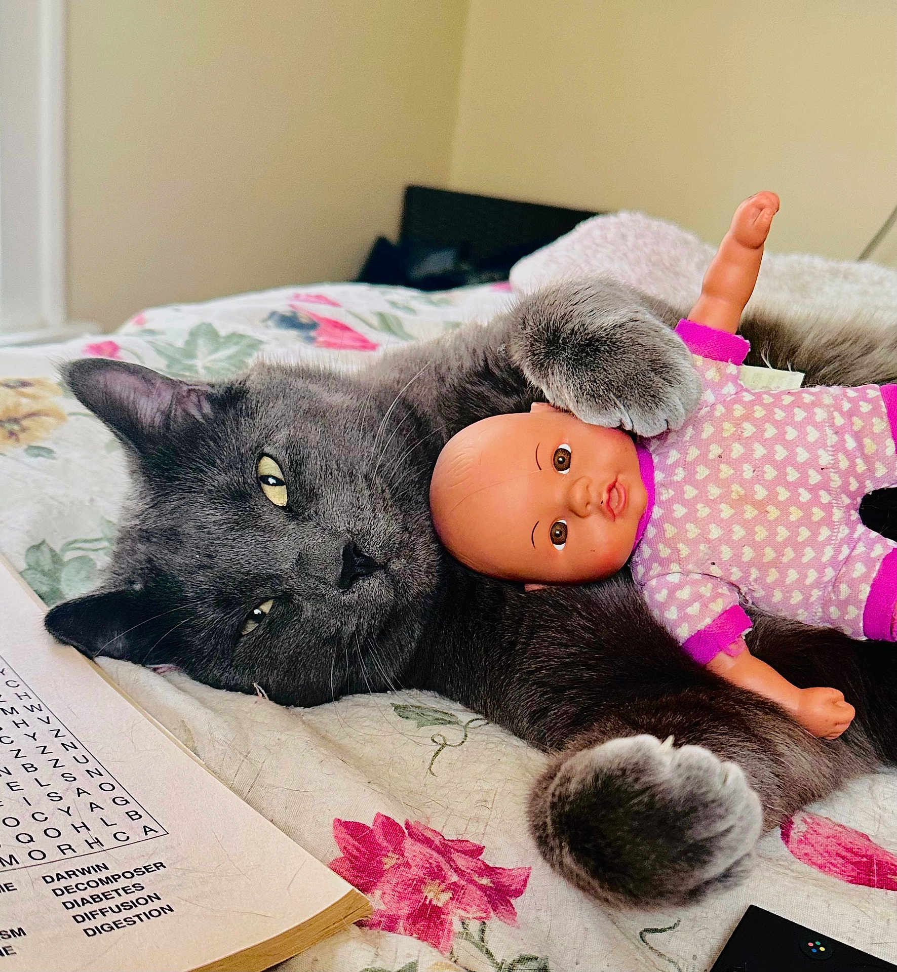 Nash is registered to the contest to win money with this photo: cat, gray_cat, doll, baby_doll, paw, bed, blanket, floral_bedding, indoor, pet, close_up, portrait, relaxed, toy, eyes, whiskers, cozy, word_search, book, remote_control