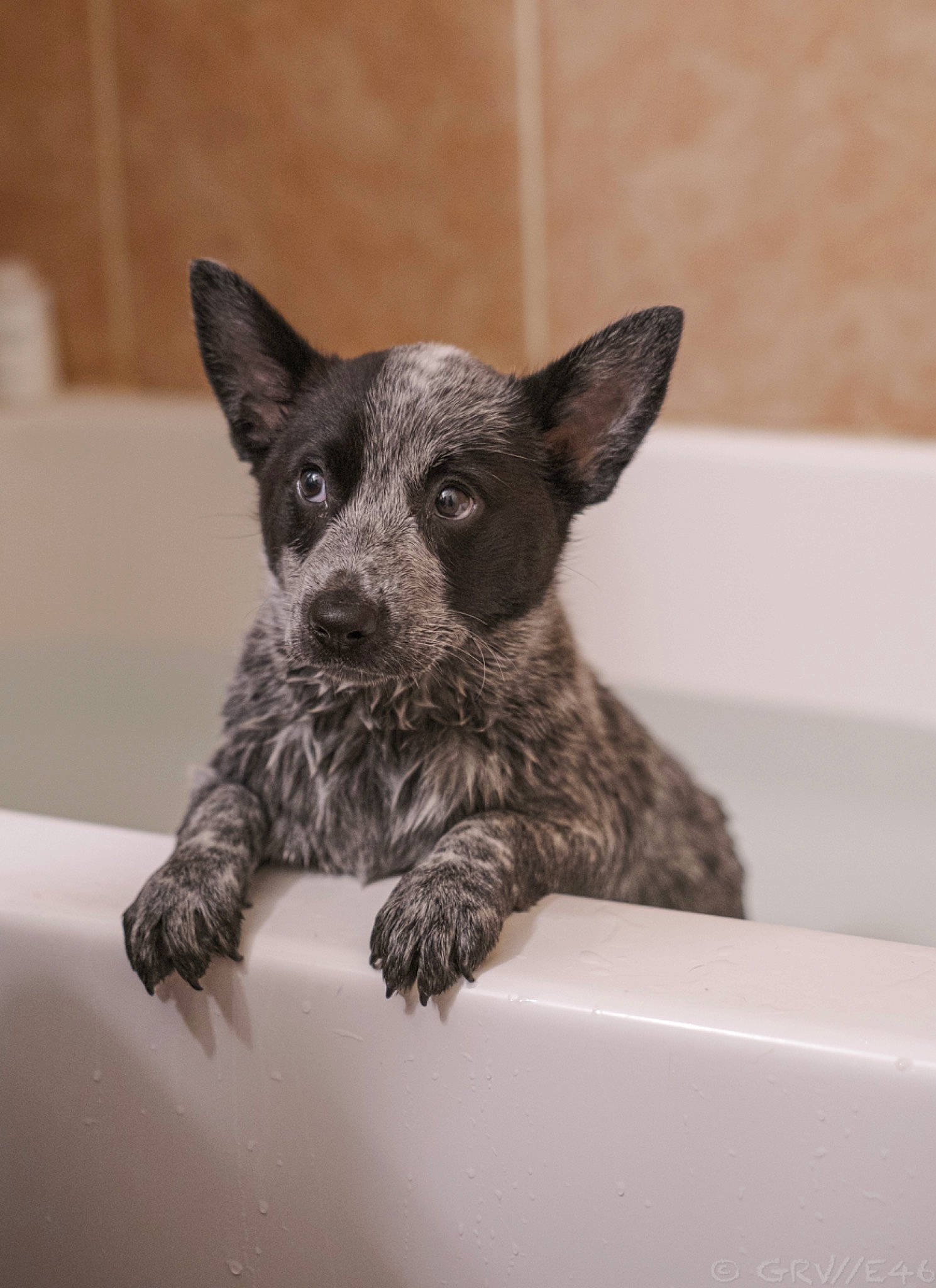 Echo is registered to the contest to win money with this photo: canidae, carnivore, companion_dog, dog, dog_breed, fawn, fur, snout, sporting_group, terrestrial_animal, whiskers, working_animal, working_dog