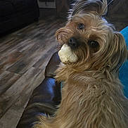 Buster is registered to the contest to win money with this photo: animal, bone, brown, canine, cozy, curious, cute, dog, fur, furniture, home, indoor, leather_couch, living_room, looking_back, pet, playful, small_dog, tuft_of_hair, wooden_floor