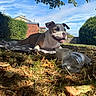 Kira a rejoint le concours — aidez-le/la à gagner de superbes lots ! dog, pet, outdoor, garden, grass, blanket, lying_down, smiling, happy, portrait, brown_and_white, short_hair, floppy_ears, collar, cup, bottle, trees, blue_sky, houses, sunlight