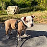 Kira participe au concours pour gagner de l'argent avec cette photo : puppy, dog, canine, brown_and_white, harness, leash, standing, outdoors, park, path, grass, trees, greenery, sunlight, shadow, boulder, portrait, pet, animal, daylight