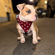 Kira a rejoint le concours — aidez-le/la à gagner de superbes lots ! dog, bulldog, puppy, pet, bandana, paw_prints, harness, sitting, outdoor, night, street, road, urban, streetlights, portrait, short_fur, white_and_tan, blue_eyes, shadow, centered_composition
