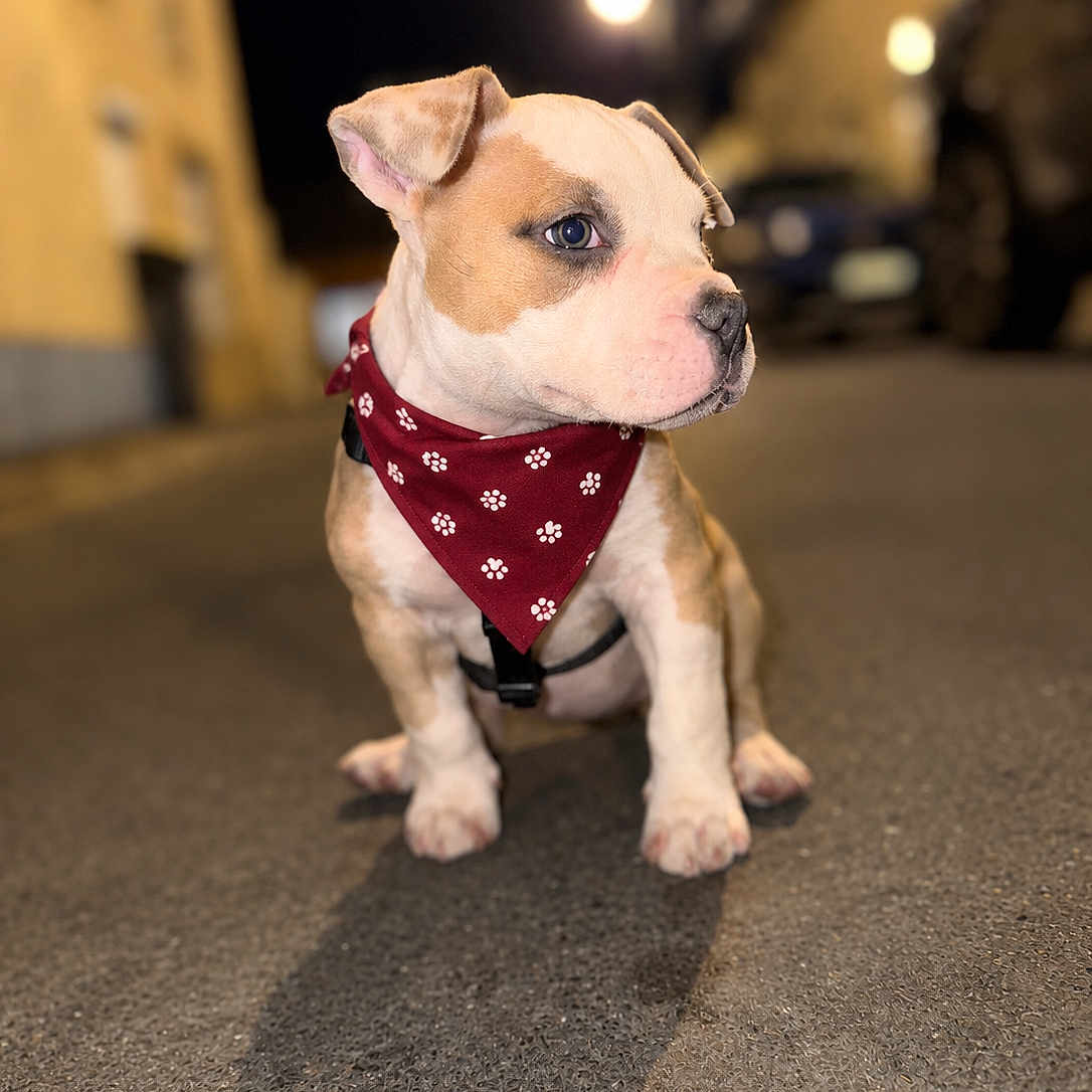 Kira a rejoint le concours — aidez-le/la à gagner de superbes lots ! dog, bulldog, puppy, pet, bandana, paw_prints, harness, sitting, outdoor, night, street, road, urban, streetlights, portrait, short_fur, white_and_tan, blue_eyes, shadow, centered_composition